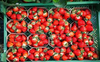 Fragole