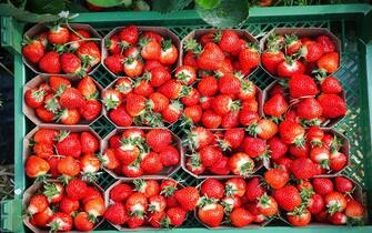 04 May 2023, Schleswig-Holstein, BarsbÃ¼ttel: Freshly harvested strawberries in small trays stand in a foil tunnel at Hof Soltau during a photo shoot. The strawberry season in Schleswig-Holstein officially began on Thursday. Photo: Christian Charisius/dpa (Photo by Christian Charisius/picture alliance via Getty Images)