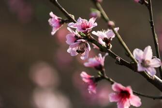 A bee collects pollen from Peach tree blossom in a field near the israel-Gaza border east of the Jablalia refugee camp, on March 3, 2023. 
 (Photo by Majdi Fathi/NurPhoto via Getty Images)