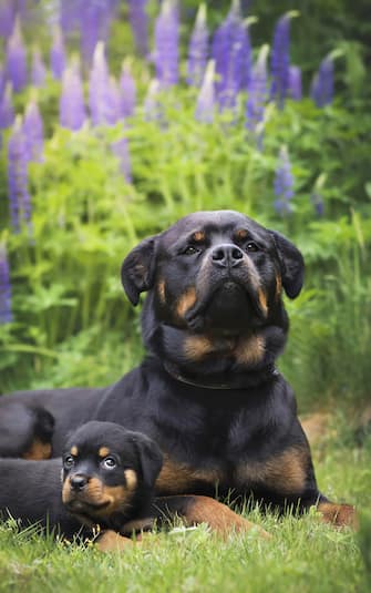 The Comedy Pet Photography Awards 2023
Darya Zelentsova
Amherst
United States

Title: Little Daisy and her big future
Description: Two sisters from different litters: self-confident Crystal and cute baby Daisy
Animal: 2 rottweilers
Location of shot: Amherst, MA