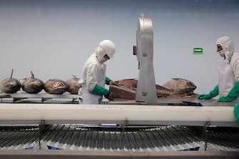 Workers cut a frozen tuna at the Grupo Pinsa SA processing plant in Mazatlan, Mexico, on Thursday, Sept. 29, 2015. In April the World Trade Organization (WTO) ruled that dolphin-safe labels for canned tuna discriminated against Mexico. The U.S. has appealed the ruling and a final decision is expected later this year. Photographer: Susana Gonzalez/Bloomberg via Getty Images