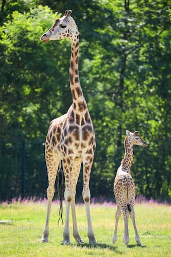 GERMANY ANIMALS GIRRAFE BERLIN TIERPARK ZOO