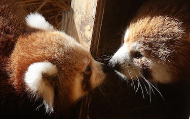 epa10882082 A three months old red panda (L) is seen with his mother (R) in the Attica Zoological Park in Spata, east of Athens, Greece, 25 September 2023. Red panda is a small mammal native to the eastern Himalayas and southwestern China and belongs to the endangered species. They spend more of their time on trees and sleep over 12 hours per day.  EPA/ORESTIS PANAGIOTOU