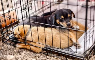 epa10927491 Dog puppies rest in a cage at a collection point for abandoned animals, in Bet Kama Kibbutz, Israel, 19 October 2023. Volunteers of the of the 'Brothers in Arms' reservist group search and rescue abandoned animals after attack carried out by Hamas on 07 October. 'Brothers in Arms' have taken care of 200 dogs in five days, according to the information of the organisation. More than 3,500 Palestinians and 1,400 Israelis have been killed according to the Palestinian Health authority and the Israel Defense Forces (IDF) since Hamas militants launched an attack against Israel from the Gaza Strip on 07 October.  EPA/HANNIBAL HANSCHKE