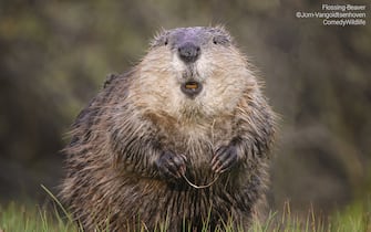 The Comedy Wildlife Photography Awards 2023
Jorn Vangoidtsenhoven
Wichita Falls
United States

Title: Flossing Beaver
Description: Even beavers floss before and after every meal!
Animal: Beaver
Location of shot: Grand Teton National Park, WY, USA