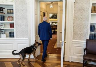 Aggiornamenti sullo stato di salute (e ambientamento) dei nuovi amici a quattro zampe di Joe Biden: in queste foto, si vede Commander Biden, pastore tedesco, accompagnare il presidente nell'Ufficio Ovale e osservare in silenzio i suoi impegni