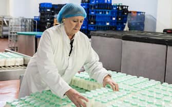 Waist up view of senior worker in white coat and hair net moving vacuum packed groups of beverages from conveyor belt to table in milk bottling factory. / Female Focus Collection
