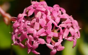 L’asperula