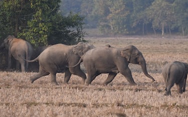 A herd of wild  elephants gathers near a field in search of food at a village in Nagaon district, in the northeastern state of Assam, India on Dec 30,2022. (Photo by Anuwar Hazarika/NurPhoto via Getty Images)