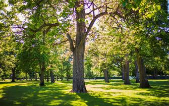 Parco e alberi