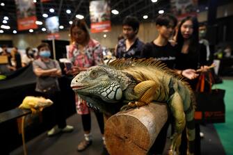 epa10861796 Visitors view an iguana displayed for sale as exotic pet at T-REX Thailand Reptile Expo in Bangkok, Thailand, 15 September 2023. The T-REX Thailand Reptile Expo is a trade showcase exhibiting hundreds of reptiles and exotic animals breeders to sell the reptile as exotic pets for enthusiasts.  EPA/RUNGROJ YONGRIT