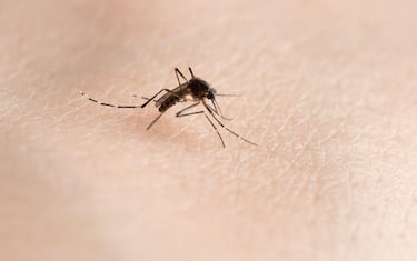 Carry dengue virus mosquito on human skin background close up view