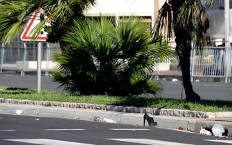 nizza