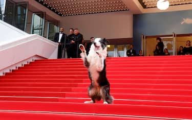 epa11339779 Messi the dog on the red carpet ahead of the 'Le Deuxieme Acte' (The Second Act) screening and opening ceremony of the 77th annual Cannes Film Festival, in Cannes, France, 14 May 2024. The film festival runs from 14 to 25 May 2024.  EPA/GUILLAUME HORCAJUELO