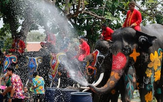 AYUTTHAYA, THAILAND - 2023/04/11: Elephants splash people with water in celebration of the Songkran Water Festival in Ayutthaya province, north of Bangkok. The event was held to promote tourism in Thailand. (Photo by Chaiwat Subprasom/SOPA Images/LightRocket via Getty Images)