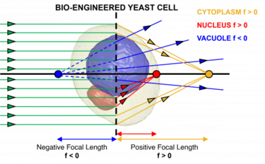 Cellule di lievito modificate in microlenti