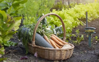 Vegetable basket in allotment filled with fresh homegrown organic produce.