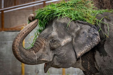 MANILA, PHILIPPINES - JANUARY 19: Mali, an elephant that has been in captivity for 45 years, is seen at a zoo converted into a vaccination site on January 19, 2022 in Manila, Philippines. The country is struggling to cope with record numbers of daily cases fueled by the more infectious Omicron variant, recording more than 3 million cases and more than 53,000 deaths with every one in three people tested turning out positive for the coronavirus. (Photo by Ezra Acayan/Getty Images)