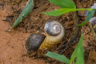 PANTANAL, BRAZIL - 2022/06/12: An Apple snail in a wetland near the Piuval Lodge in the Northern Pantanal, State of Mato Grosso, Brazil. (Photo by Wolfgang Kaehler/LightRocket via Getty Images)