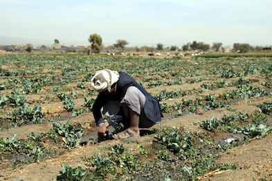 Giornata mondiale dell'Alimentazione, focus su fame e migranti