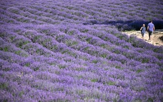 TOPSHOT - People walk in a lavender field on June 29, 2021 in Sale San Giovanni, near Cuneo, Northwestern Italy. (Photo by MARCO BERTORELLO / AFP) (Photo by MARCO BERTORELLO/AFP via Getty Images)