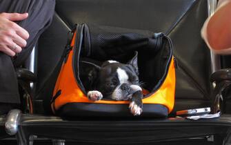 Dog waits in its carry-on container at airport in Atlanta, Georgia.