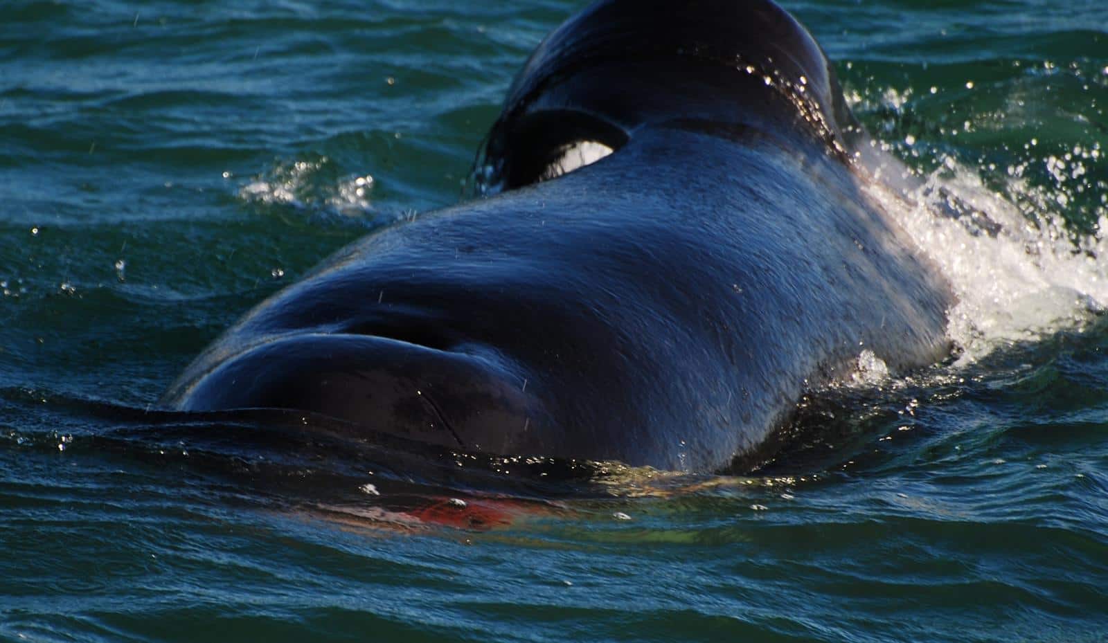 La foto dell'orca con il fegato dello squalo in bocca