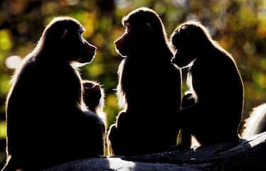 Un gruppo di babbuini in un'immagine d'archivio. Anche i babbuini sanno 'leggere' e riconoscono le parole di senso compiuto da sequenze di lettere senza senso. A 40 anni dai primi esperimenti sulla capacità delle scimmie di riconoscere i segni del linguaggio umano, un nuovo studio pubblicato su Science conferma che alcune abilità alla base della lettura sono comuni a tutti i primati. Nello studio condotto dai ricercatori del Centro Nazionale per la Ricerca Scientifica (Cnrs) della Francia in collaborazione con l'Università di Marsiglia, nell'arco di un mese e mezzo i babbuini hanno imparato a riconoscere decine di parole umane, distinguendole da segni privi di significato.     ANSA/Frank May