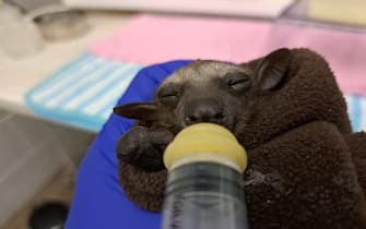 Pipistrello
