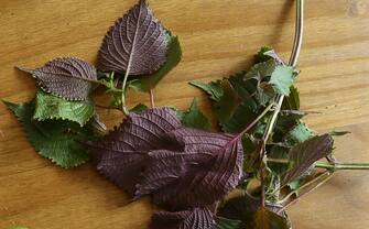 This photo shows Perilla; Shiso (Perilla frutescens), foraged by educator and forager Wanda Huang, Hong Kong. 08SEP17 [FEATURES FOOD] SCMP / Jonathan Wong (Photo by Jonathan Wong/South China Morning Post via Getty Images)