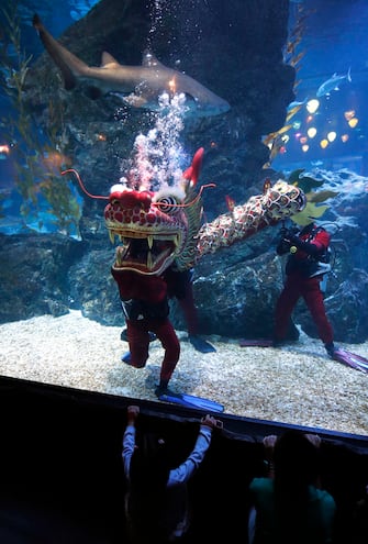 epa11130718 Young visitors watch scuba divers performing an underwater dragon dance during a special seasonal performance to celebrate the upcoming Chinese Lunar New Year at Sea Life Bangkok Ocean World aquarium in Bangkok, Thailand, 06 February 2024. The Chinese Lunar New Year, also called the Spring Festival, falls on 10 February 2024, marking the start of the Year of the Dragon.  EPA/RUNGROJ YONGRIT