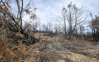 Landscape of a recently burned mount.