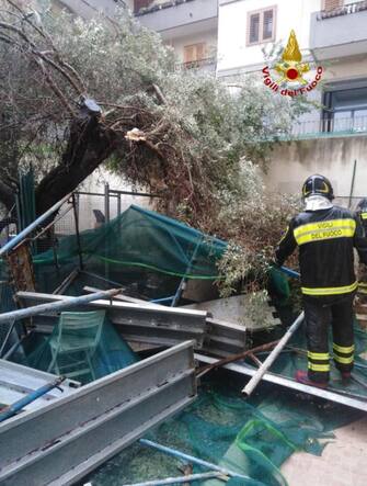 albero caduto