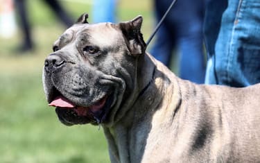An American Pit Bull is presented during the Fifth Ankara National Breed Standards Competition organized by the Dog Breeds and Kinology Federation (KIV) in Golbas?, a district of Ankara on August 25, 2019. - Some 150 dogs of domestic and foreign breeds took part in the competition. (Photo by Adem ALTAN / AFP)        (Photo credit should read ADEM ALTAN/AFP via Getty Images)