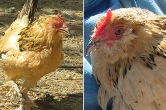 Si chiama Peanut ed è una gallina da Guinness dei primati. Con i suoi 21 anni è la più vecchia al mondo