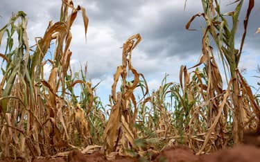 A field of failed corn crops due to drought at a farm in Glendale, Zimbabwe, on Monday, March 11, 2024. A swathe of southern Africa about the size of France suffered the driest February in decades, killing crops and precipitating a power shortage that threatens to hit copper mines in a key producing region. Photographer: Cynthia R Matonhodze/Bloomberg via Getty Images