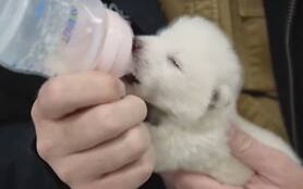 Lupo estinto da migliaia di anni ricreato in laboratorio