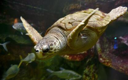 Roma, tartaruga “Caretta Caretta” salvata sulle spiagge del litorale 