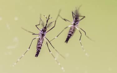 Two yellow fever mosquitos (Aedes Aegypti) are presented at a press conference from the Ministry of Science in Wiesbaden, Germany, 10 February 2016. The type is considered the main carrier of the Zika virus, which is currently spreading primarily in South America. The type of mosquito is being researched in Hesse. Photo: BORIS ROESSLER/dpa