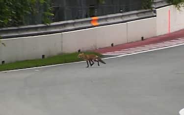 IN CANADA ANCHE LE VOLPI