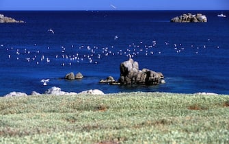 Coast. Mal di Ventre island. Sinis. Sardinia. Italy. (Photo by: Marco Simonini/REDA&CO/Universal Images Group via Getty Images)