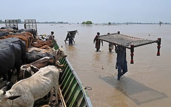 TOPSHOT - People with cattle and their belongings wade through the flood affected area of Chanda Singh Wala village in Kasur district on August 22, 2023. Around 100,000 people have been evacuated from flooded villages in Pakistan's Punjab province, an emergency services representative said on August 23. (Photo by Arif ALI / AFP) (Photo by ARIF ALI/AFP via Getty Images)