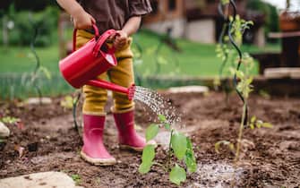 A little toddler in the garden, watering plants with can.