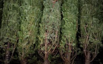 alberi natale