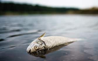 pesci morti fiume oder