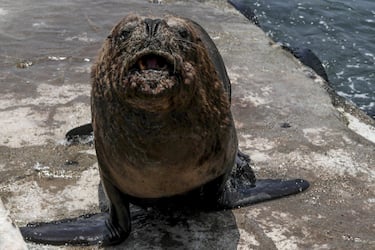 LIMA, PERU - FEBRUARY 29: Dead and dying sea lions are seen as personnel from the National Forestry and Wildlife Service (SERFOR) carry out tours on beaches due to reports of dead and dying sea lions amid an increase in cases of avian flu infections, on Pucusana beach, in Lima, Peru, on February 29, 2023. (Photo by Klebher Vasquez/Anadolu Agency via Getty Images)