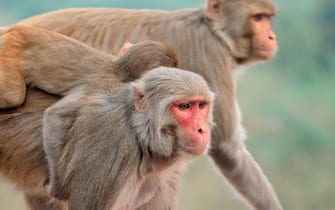 Portrait of rhesus macaque monkeys (Macaca mulatta), India