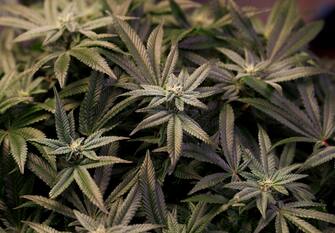 THAILAND JUSTICE CANNABIS LEGALIZATION