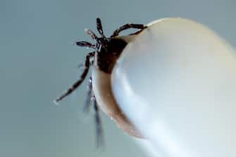epa10596366 A macro photograph of a tick after being removed with tweezers from the skin of a person, in Herrnleis, Lower Austria, Austria, 28 April 2023. Ticks, parasitic arachnids, are more active in the warmer seasons and live by feeding on the blood of their hosts. Tick-borne pathogens can be passed to humans by the bite of infected ticks with bacteria, viruses, or parasites. Some of the most common tick-borne diseases include tick-borne encephalitis (TBE) and borreliosis (Lyme disease).  EPA/CHRISTIAN BRUNA