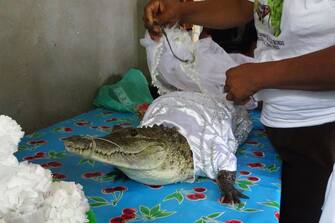 A spectacled caiman (Caiman crocodilus) called "La NiÃ±a Princesa" ("The Princess Girl"), dressed as a bride, is seen before being married to the Mayor in San Pedro Huamelula, Oaxaca state, Mexico on June 30, 2023. This ancient ritual of more than 230 years unites two ethnic groups in marriage to bring prosperity and peace. The spectacled caiman (Caiman crocodilus) is paraded around the community before being dressed as a bride and marrying the Mayor. According to beliefs, this union between the human and the divine will bring blessings such as a good harvest and abundant fishing. (Photo by RUSVEL RASGADO / AFP) (Photo by RUSVEL RASGADO/AFP via Getty Images)